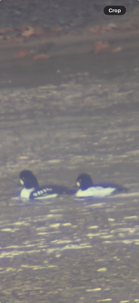 Barrow's Goldeneye - ML645557503