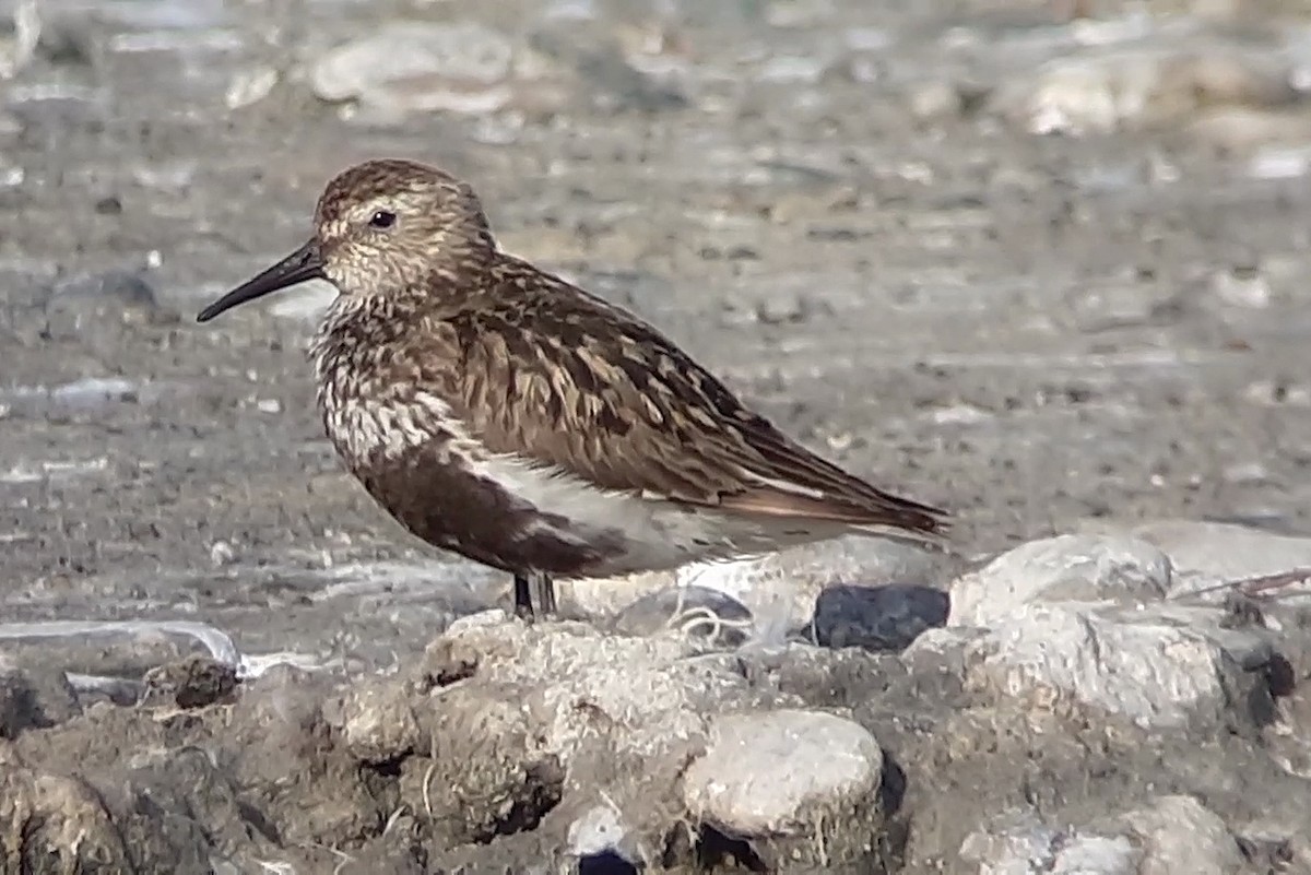 Dunlin - ML645557519