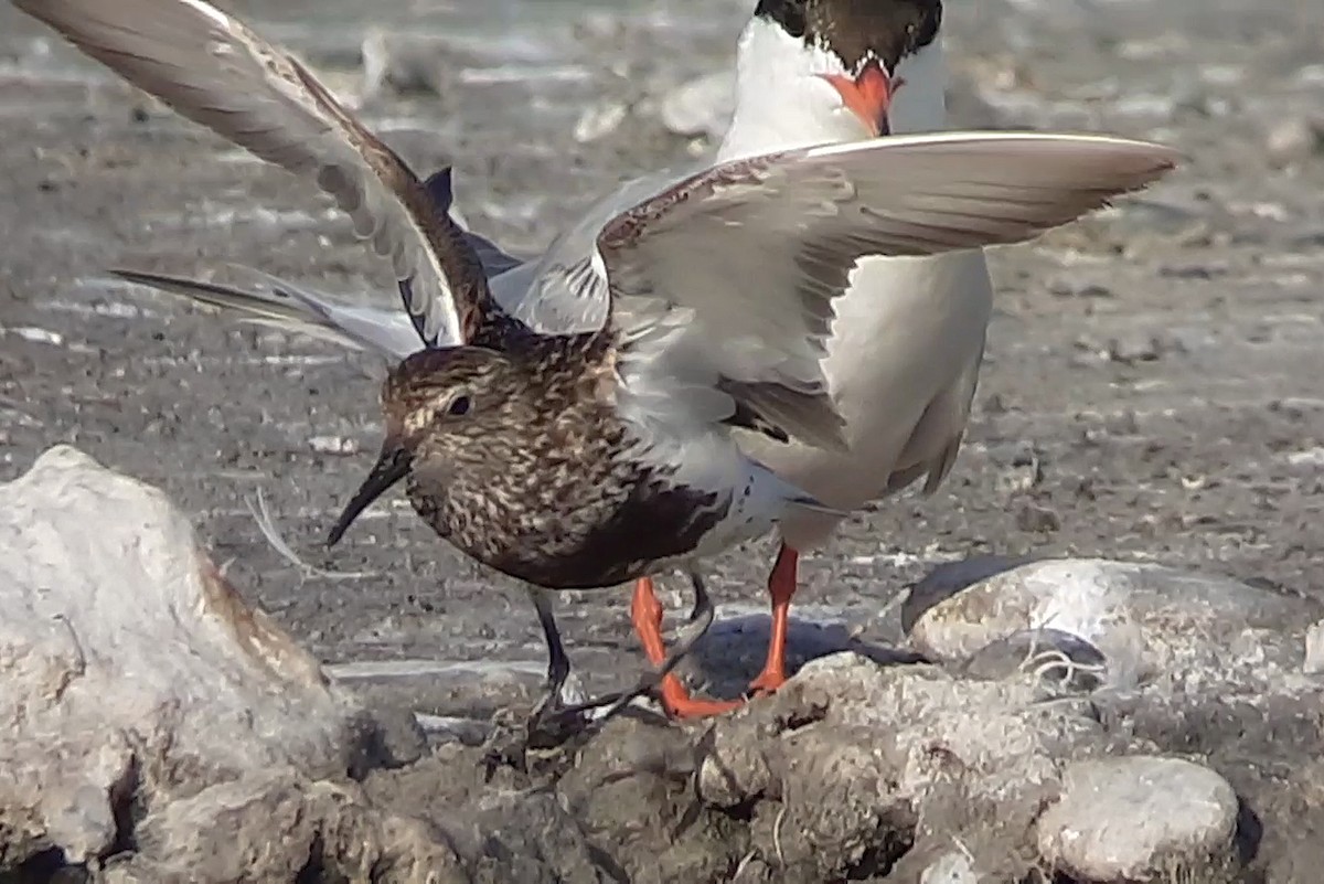 Dunlin - ML645557527