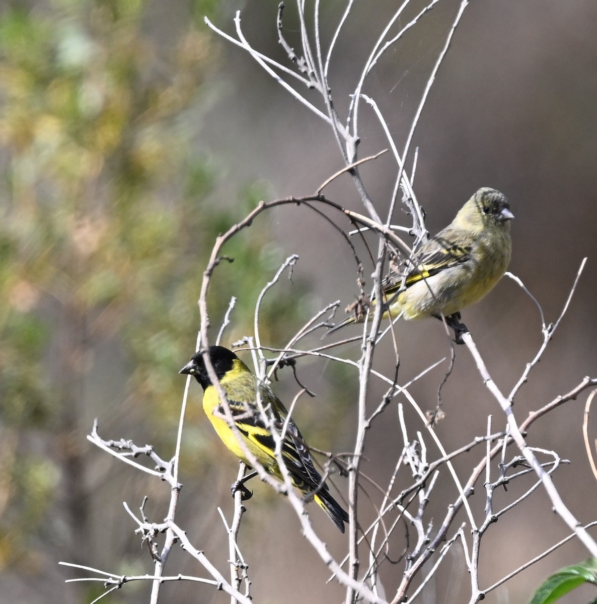 čížek jihoamerický - ML645557532
