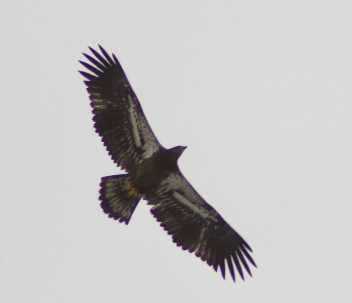 orel bělohlavý - ML645557540