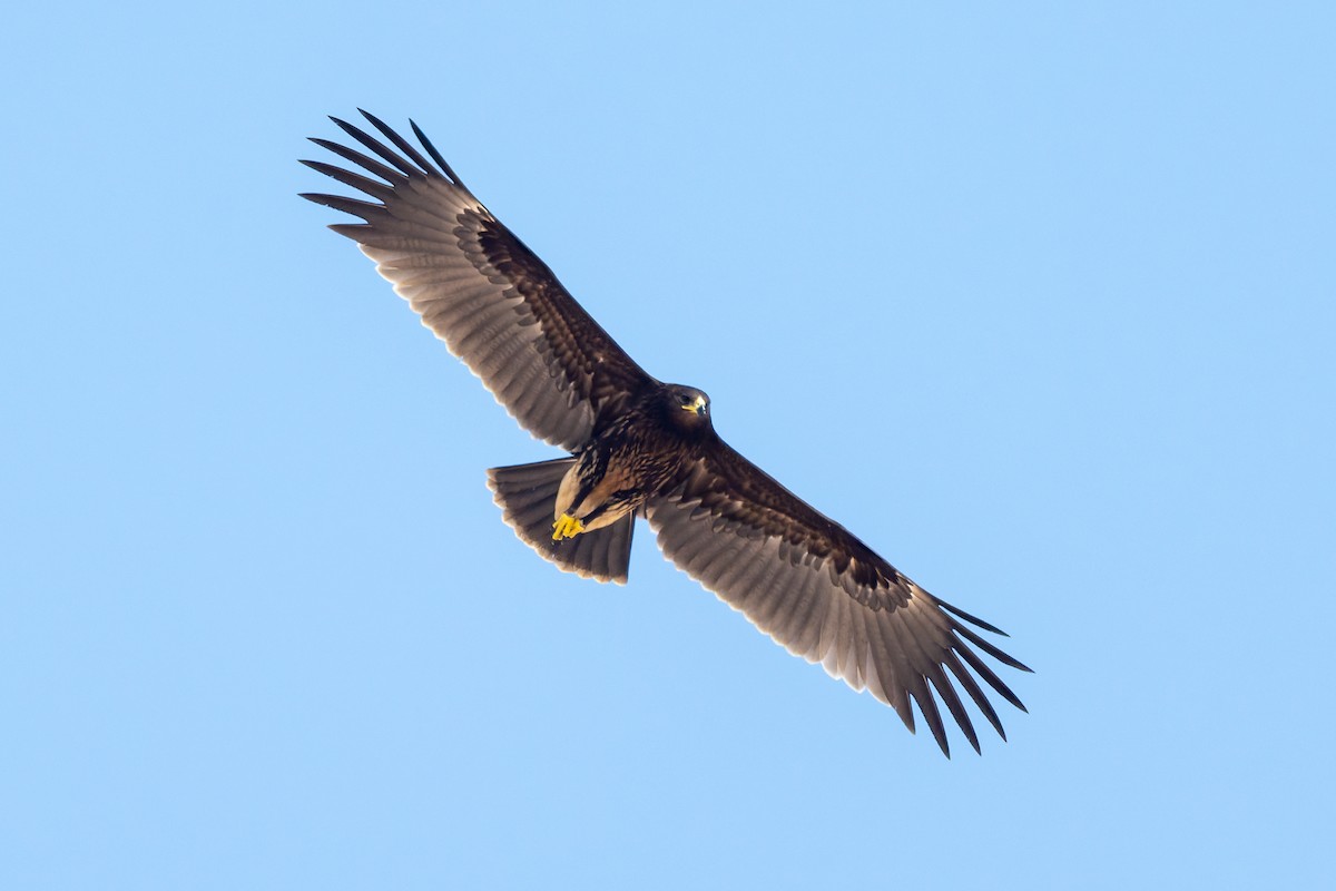 Greater Spotted Eagle - ML645557541