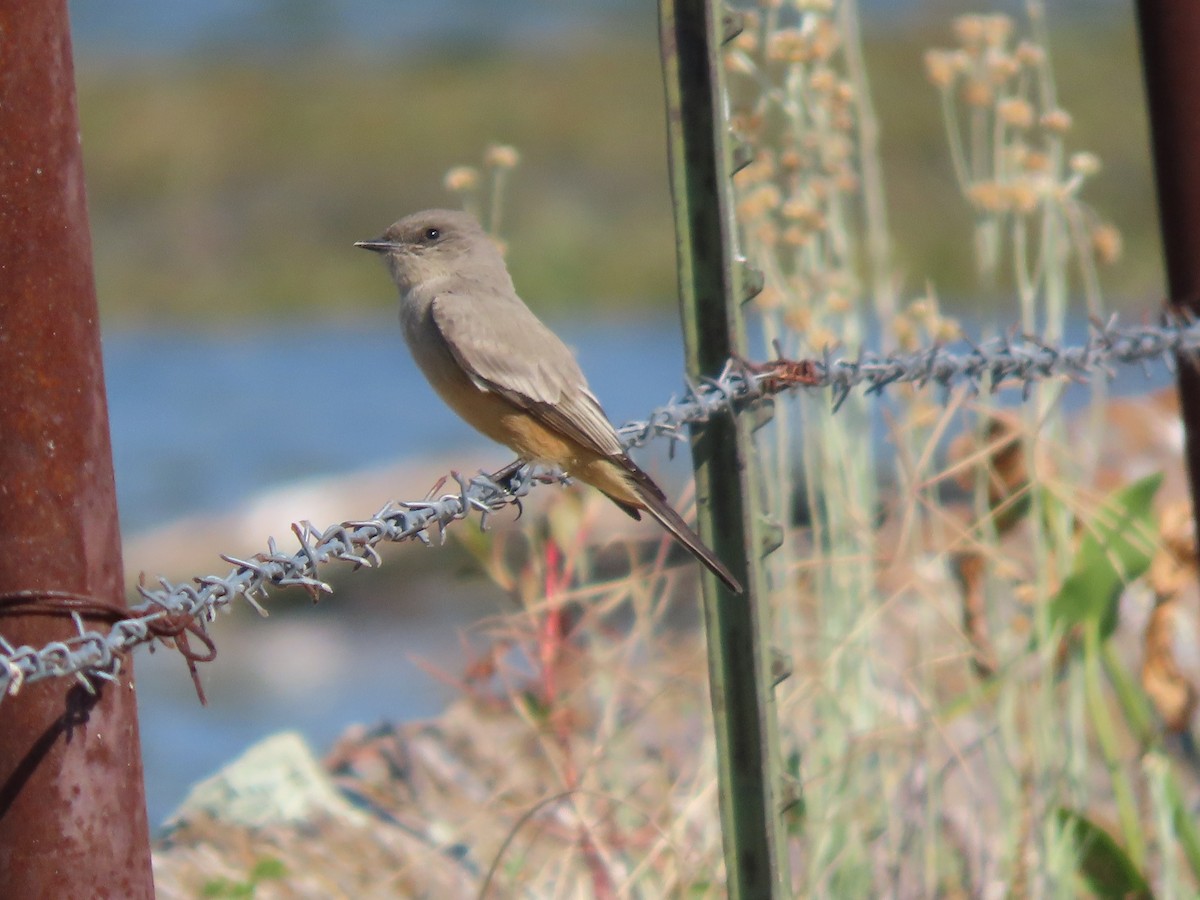 Say's Phoebe - ML645557546