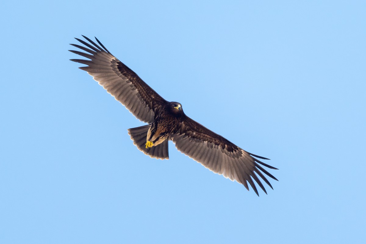 Greater Spotted Eagle - ML645557549