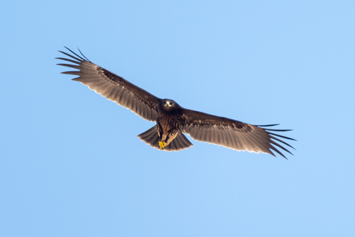 Greater Spotted Eagle - ML645557552