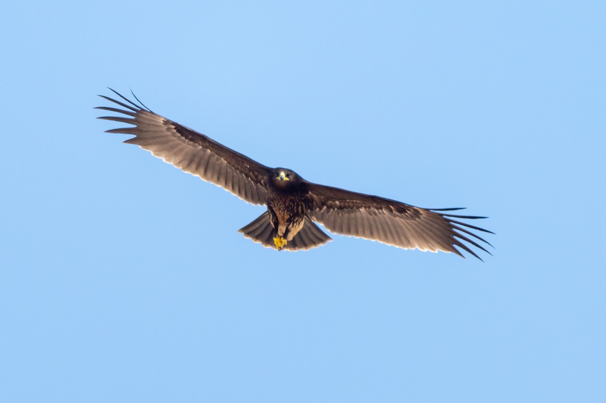Greater Spotted Eagle - ML645557561