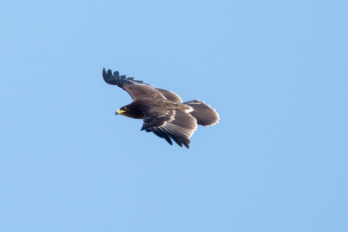 Greater Spotted Eagle - ML645557575