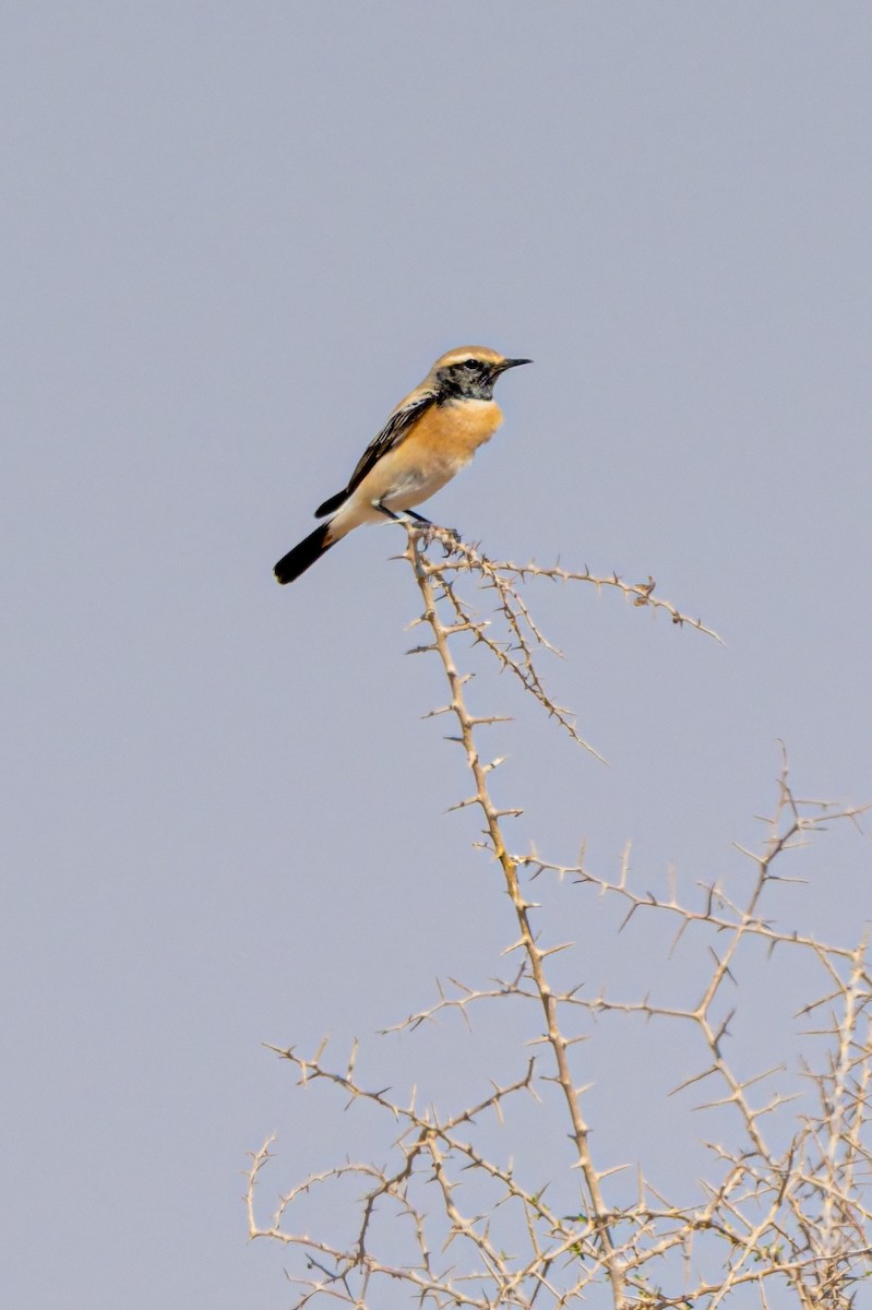 Desert Wheatear - ML645557579