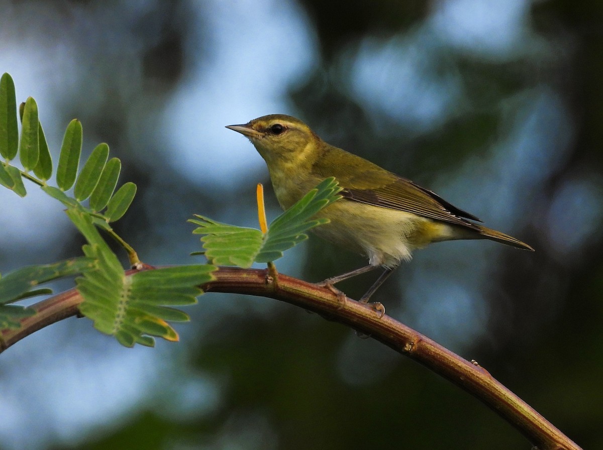 Червоїд світлобровий - ML645557591