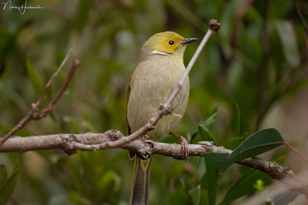 hvitsmykkehonningeter - ML645557594