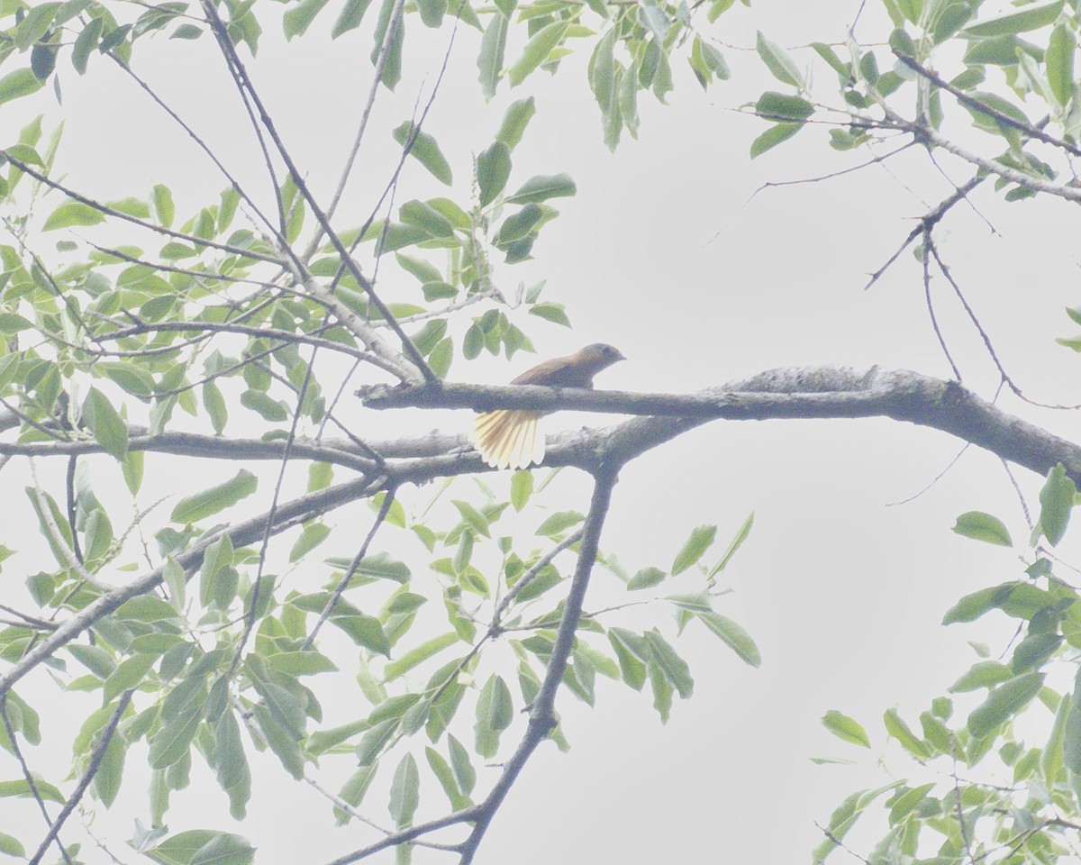 Chestnut-crowned Becard - ML645557600