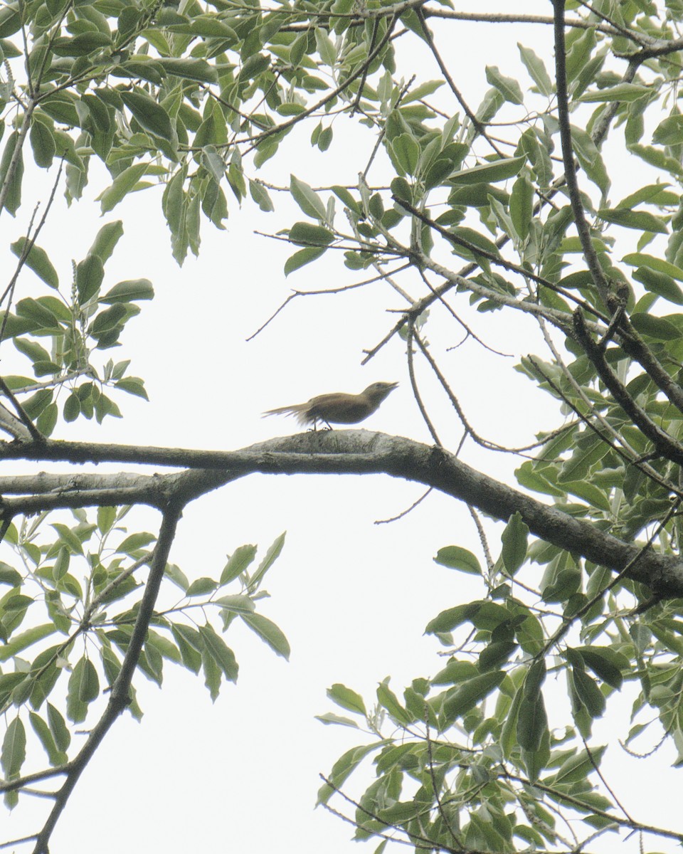 Chestnut-crowned Becard - ML645557601