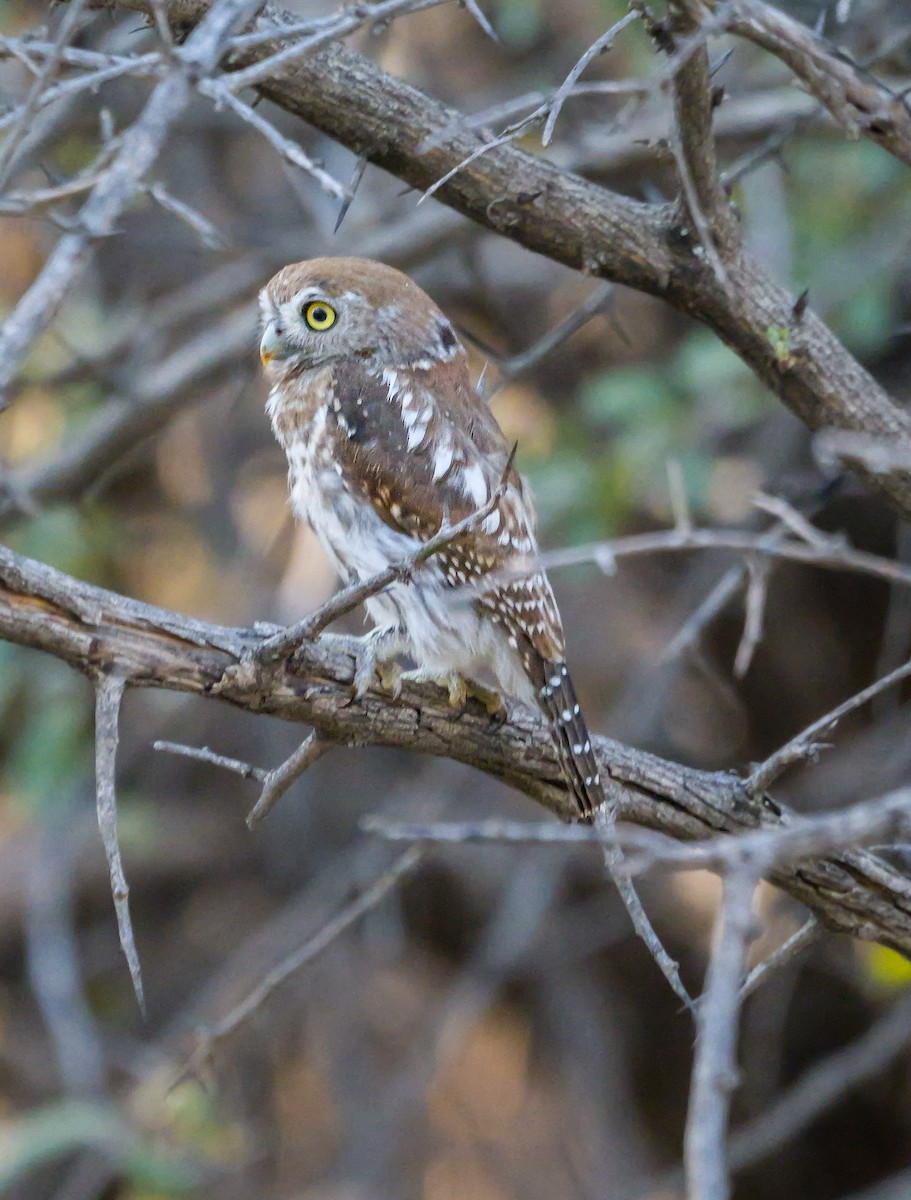 Pearl-spotted Owlet - ML645557603