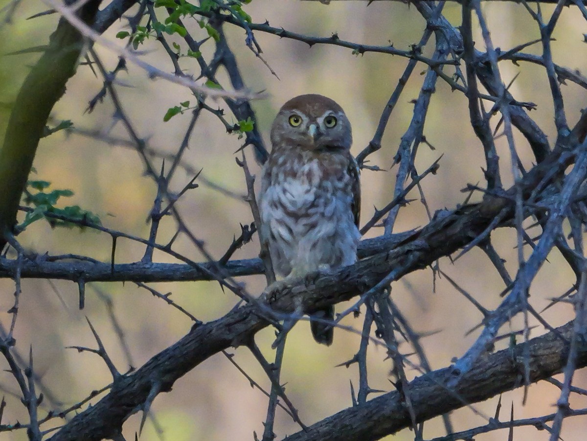 Pearl-spotted Owlet - ML645557604