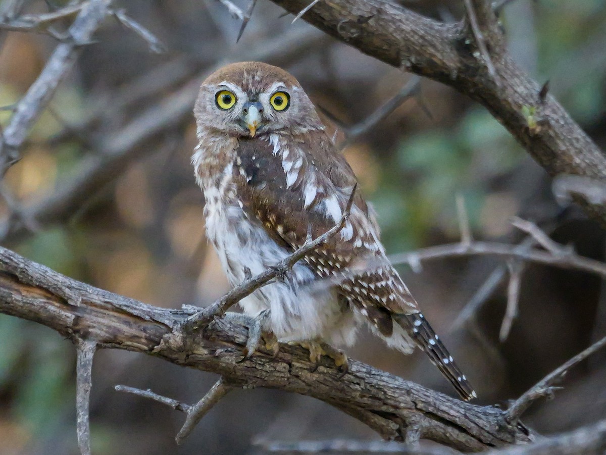 Pearl-spotted Owlet - ML645557605