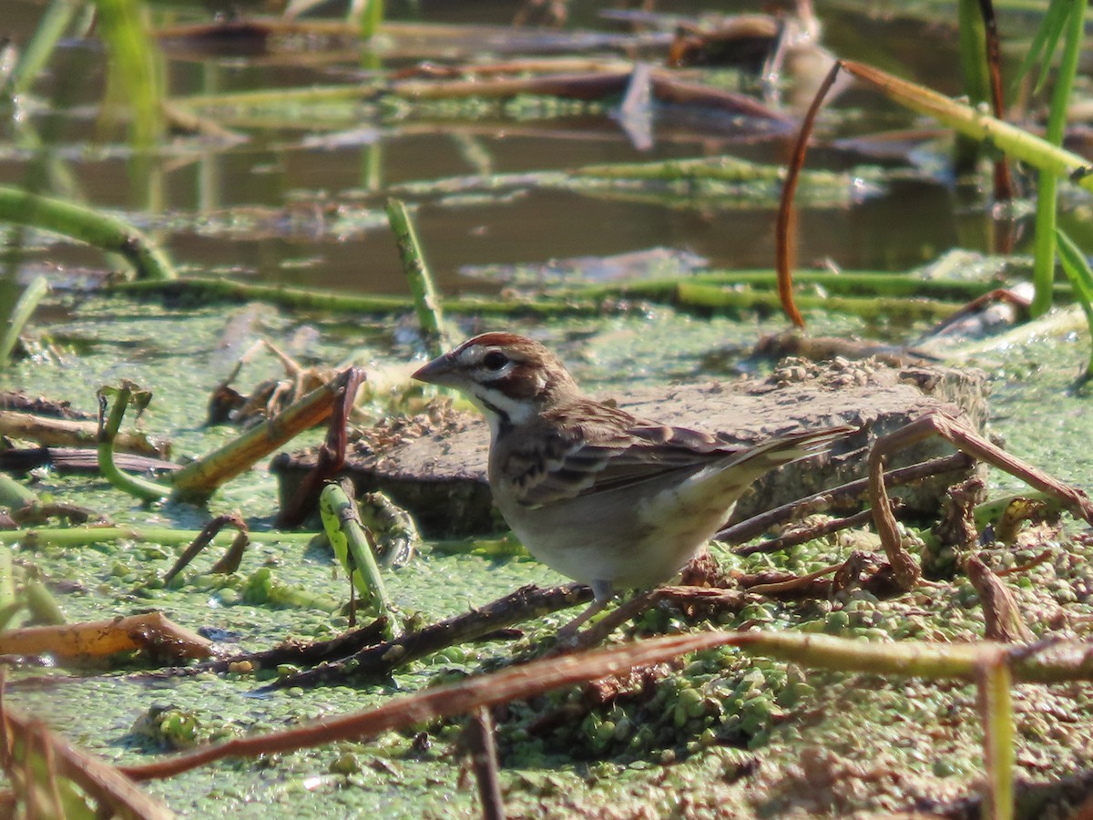Lark Sparrow - ML645557648
