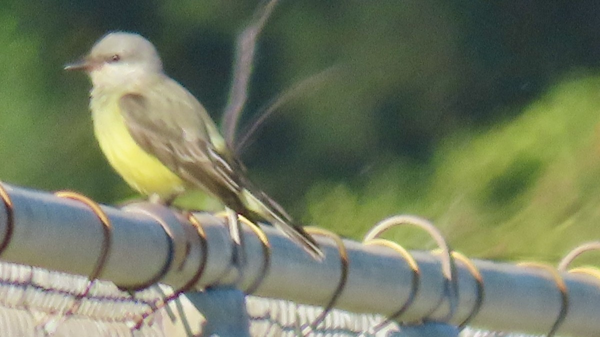 Western Kingbird - ML645557656