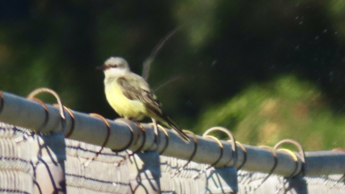 Western Kingbird - ML645557657