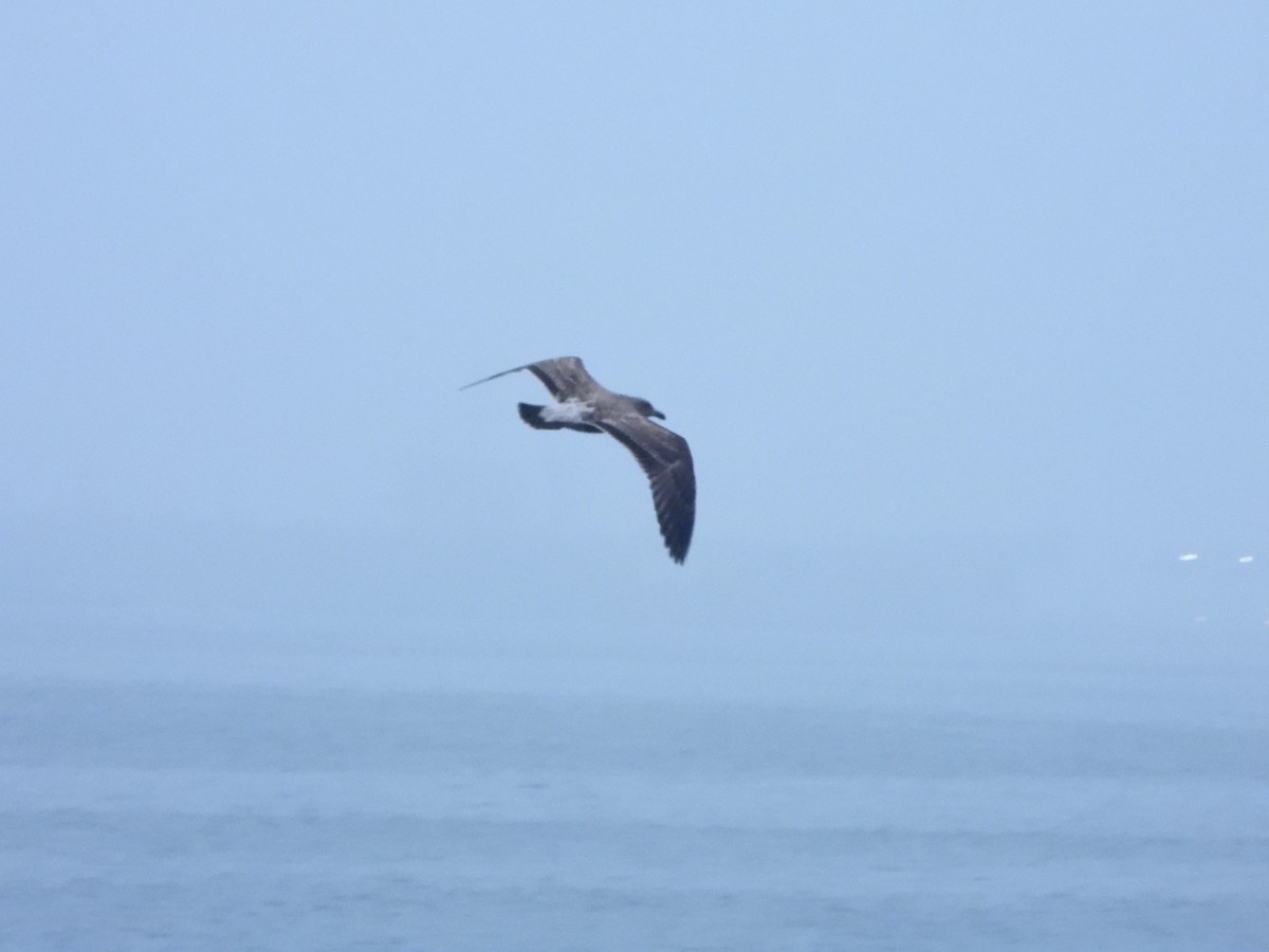 アメリカオオセグロカモメ - ML645557683