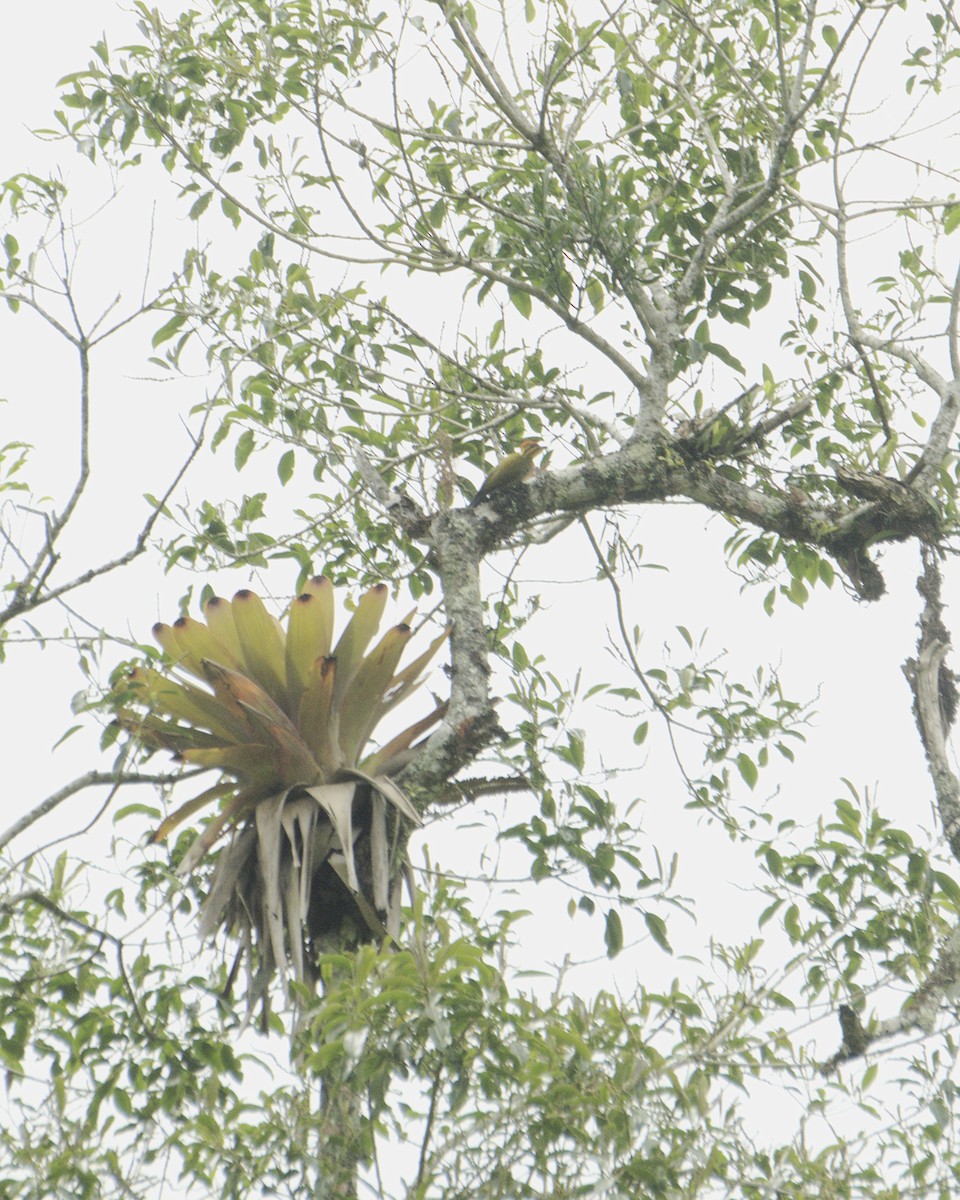 Altın Kaşlı Ağaçkakan - ML645557684