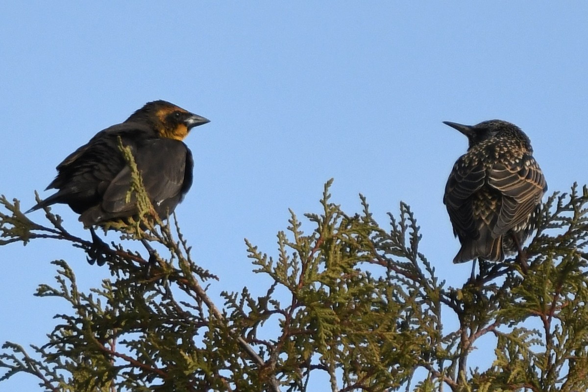 Yellow-headed Blackbird - ML645557694