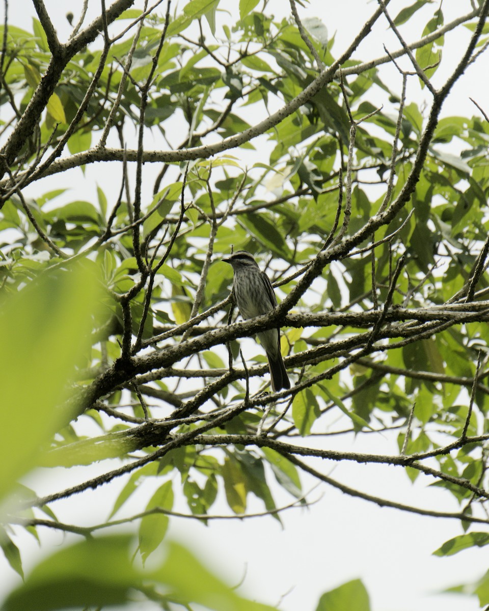 Variegated Flycatcher - ML645557708
