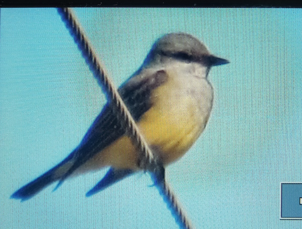 Western Kingbird - ML645557709