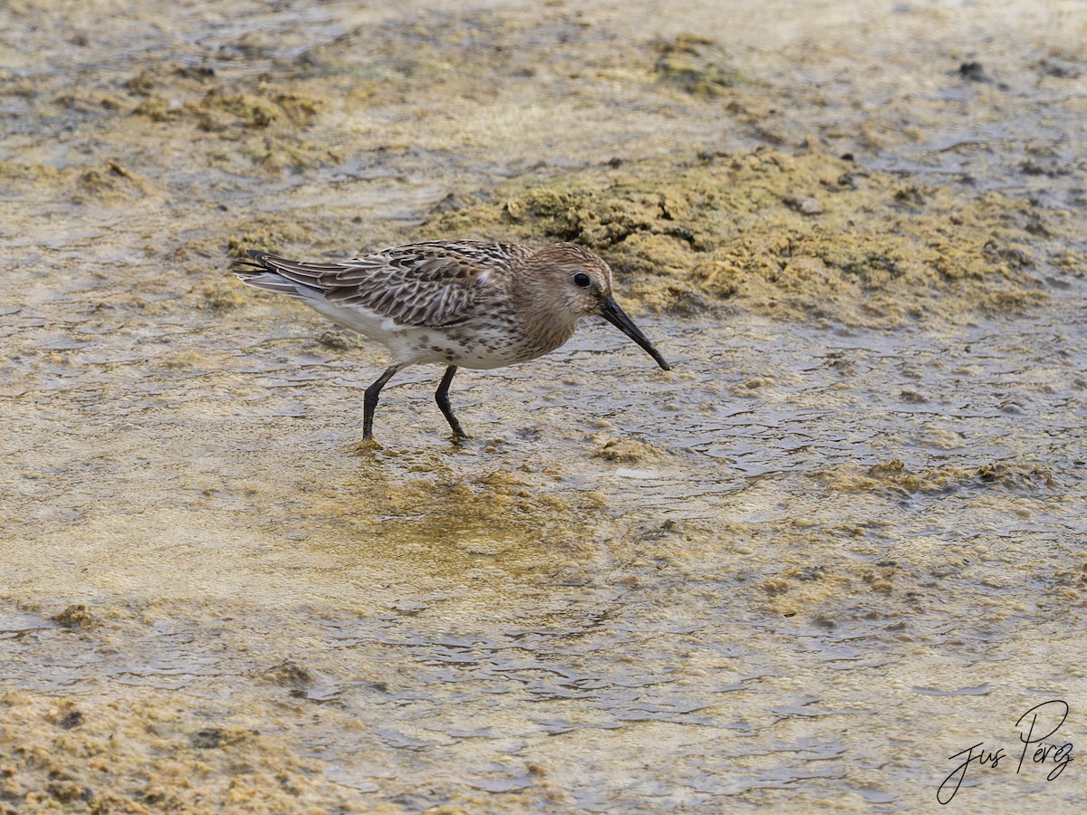 jespák obecný - ML645557712