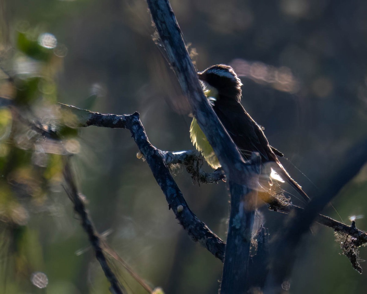 Sosyal Tiran - ML645557718