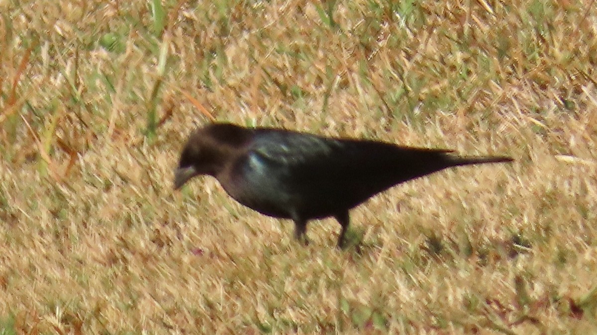 Brown-headed Cowbird - ML645557719