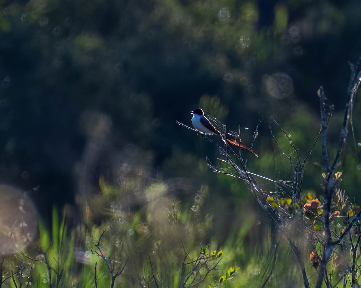 Fork-tailed Flycatcher (savana) - ML645557729