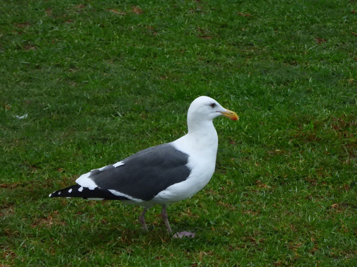 アメリカオオセグロカモメ - ML645557730