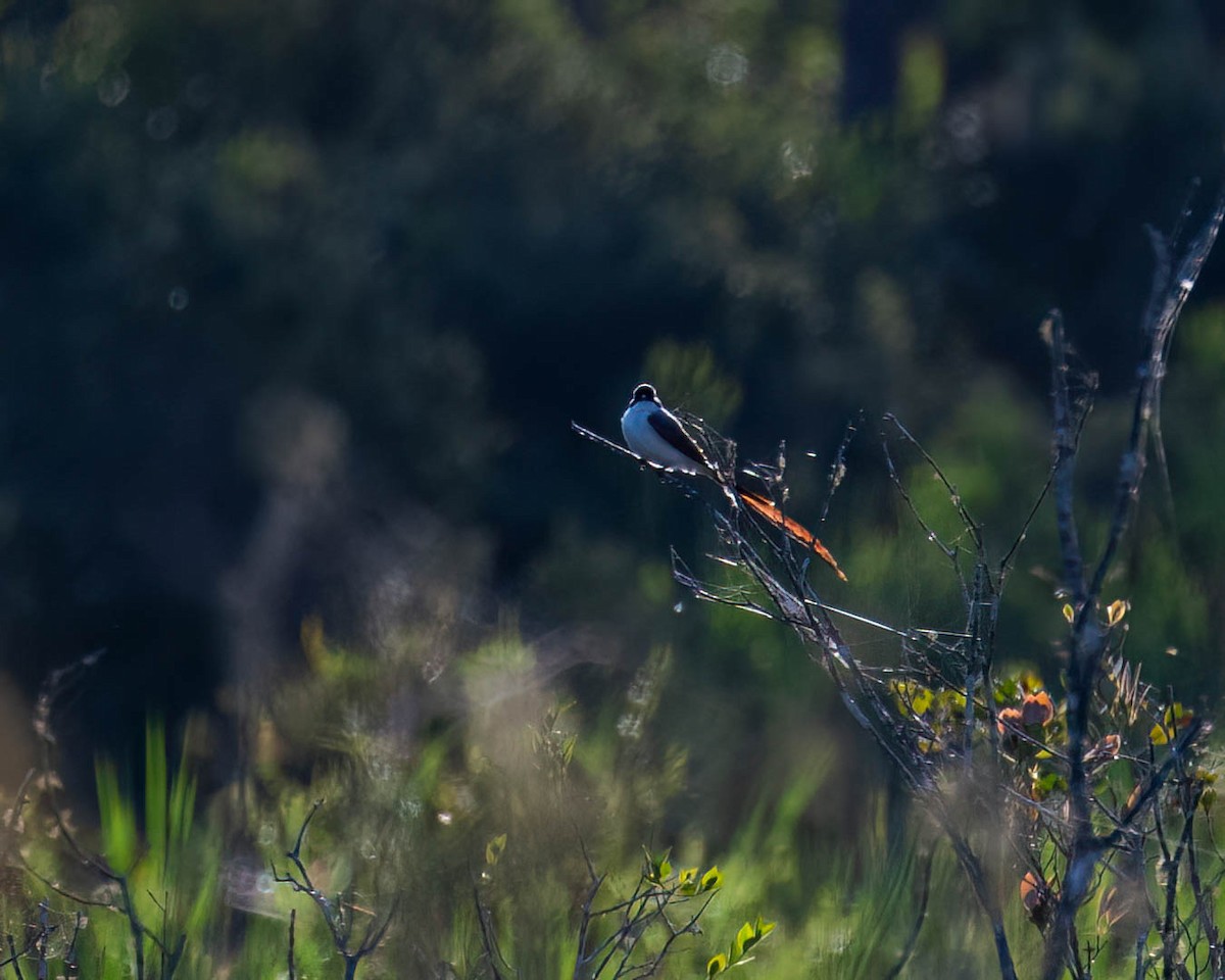 Fork-tailed Flycatcher (savana) - ML645557731
