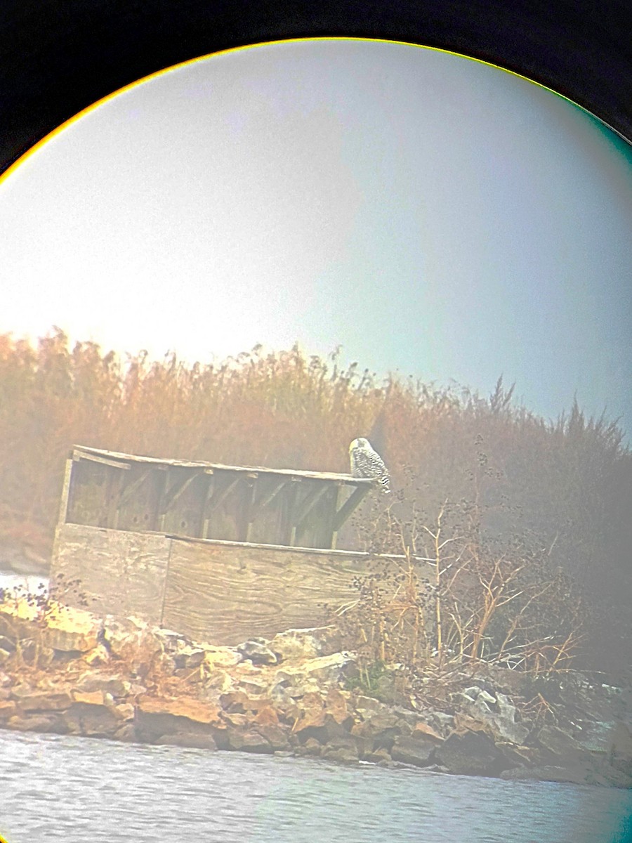 Snowy Owl - ML645557737