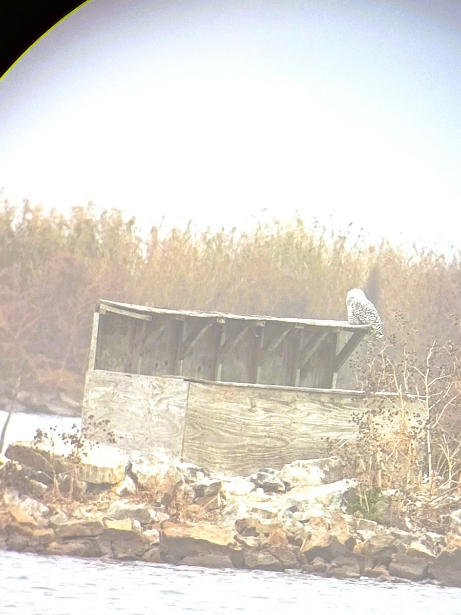 Snowy Owl - ML645557738
