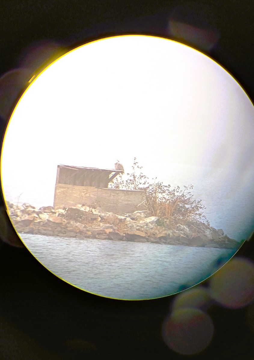 Snowy Owl - ML645557739