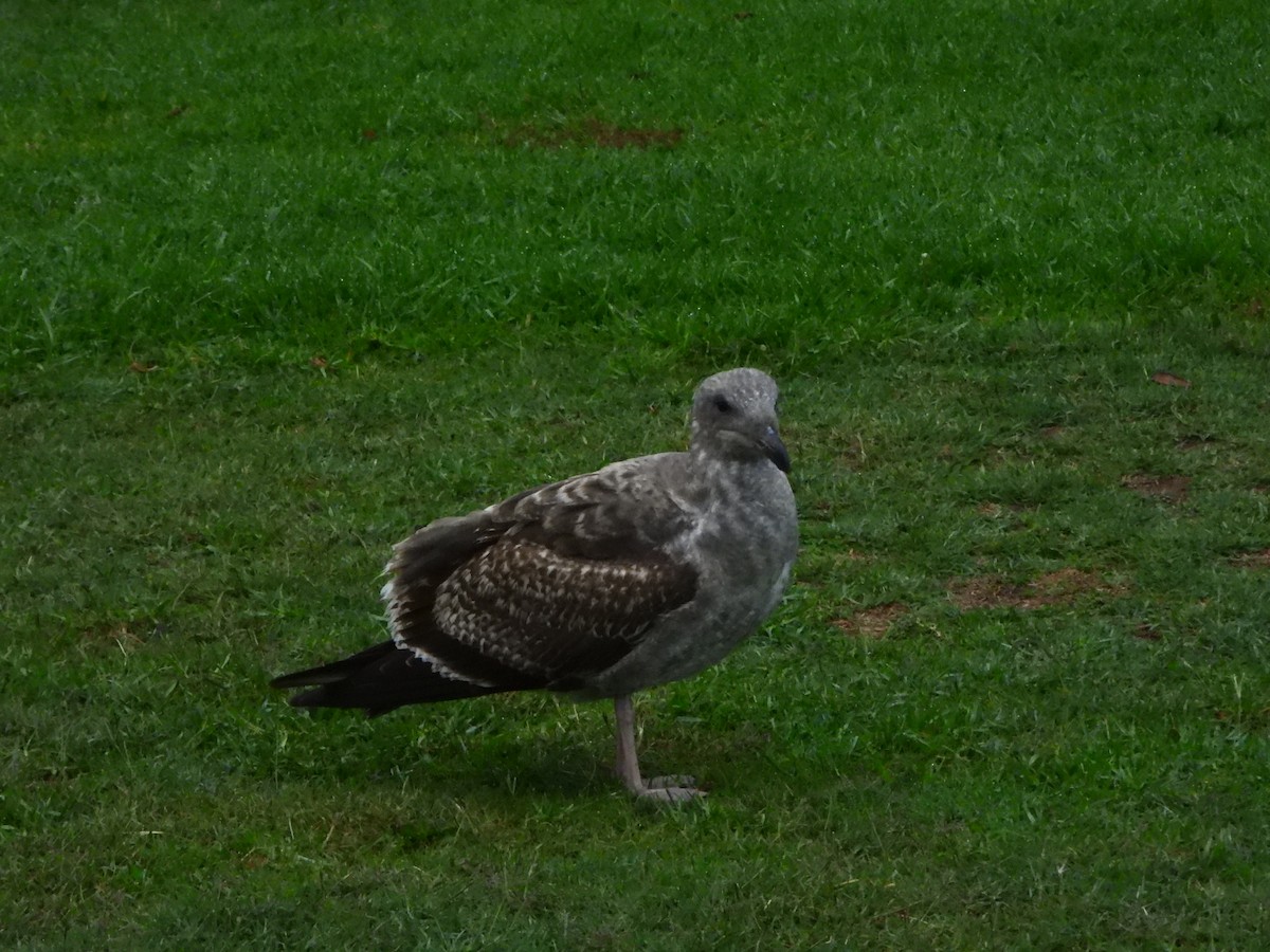 アメリカオオセグロカモメ - ML645557743