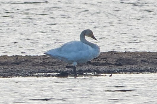 Tundra Swan - ML645557751
