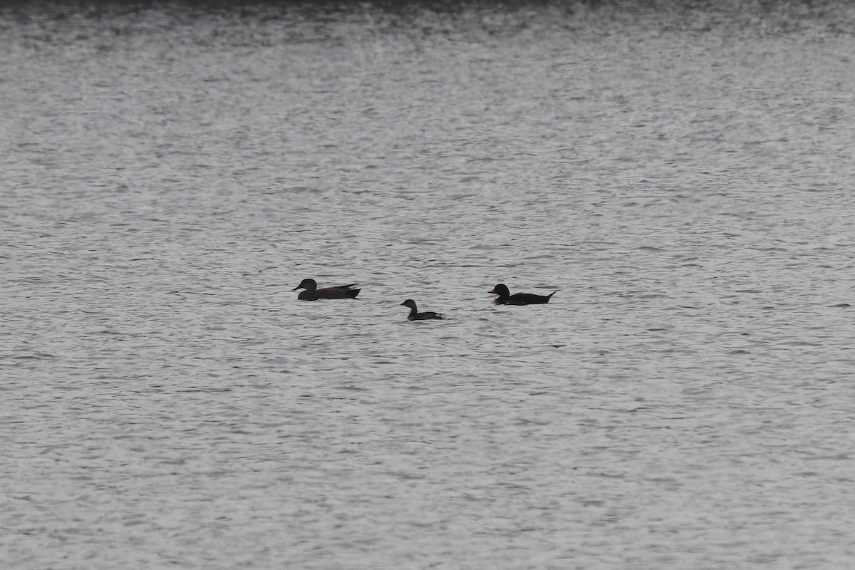 Black Scoter - ML645557753