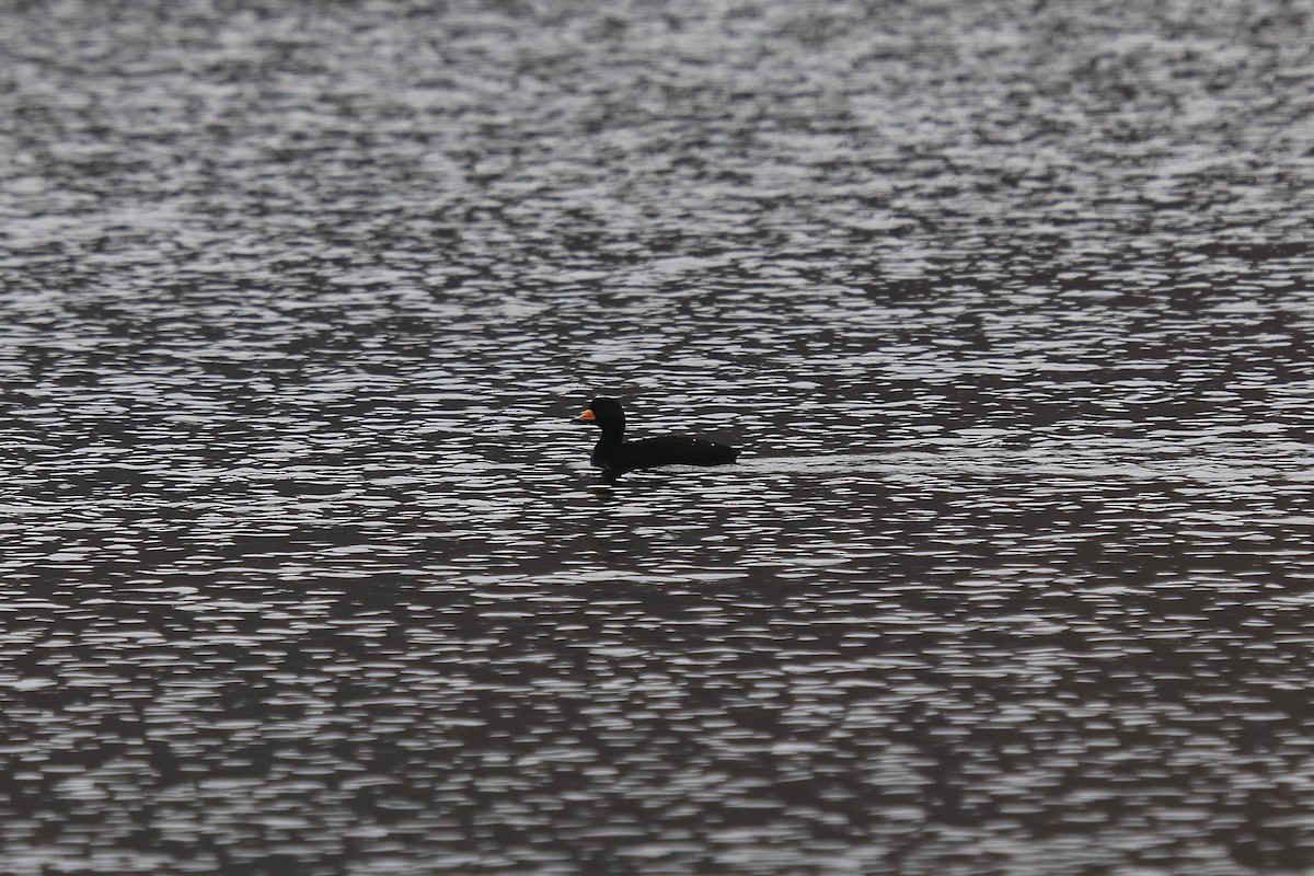 Black Scoter - ML645557757