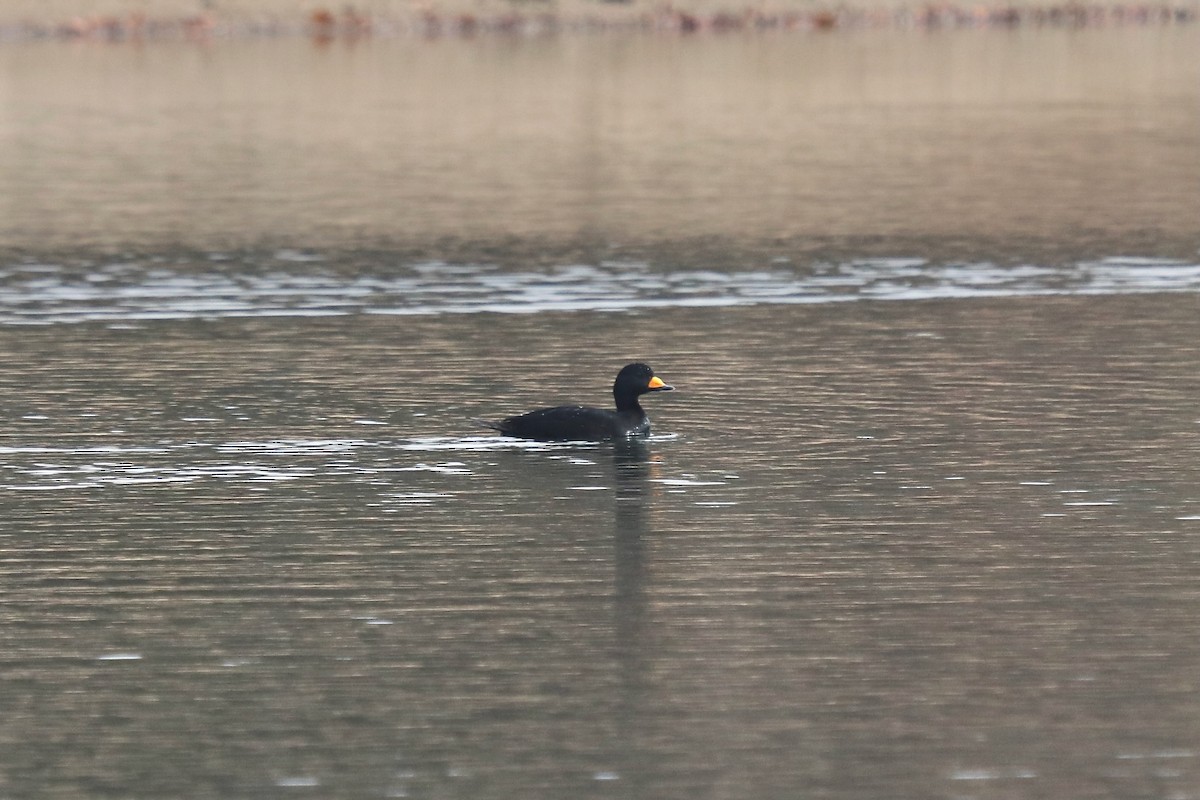 Black Scoter - ML645557759
