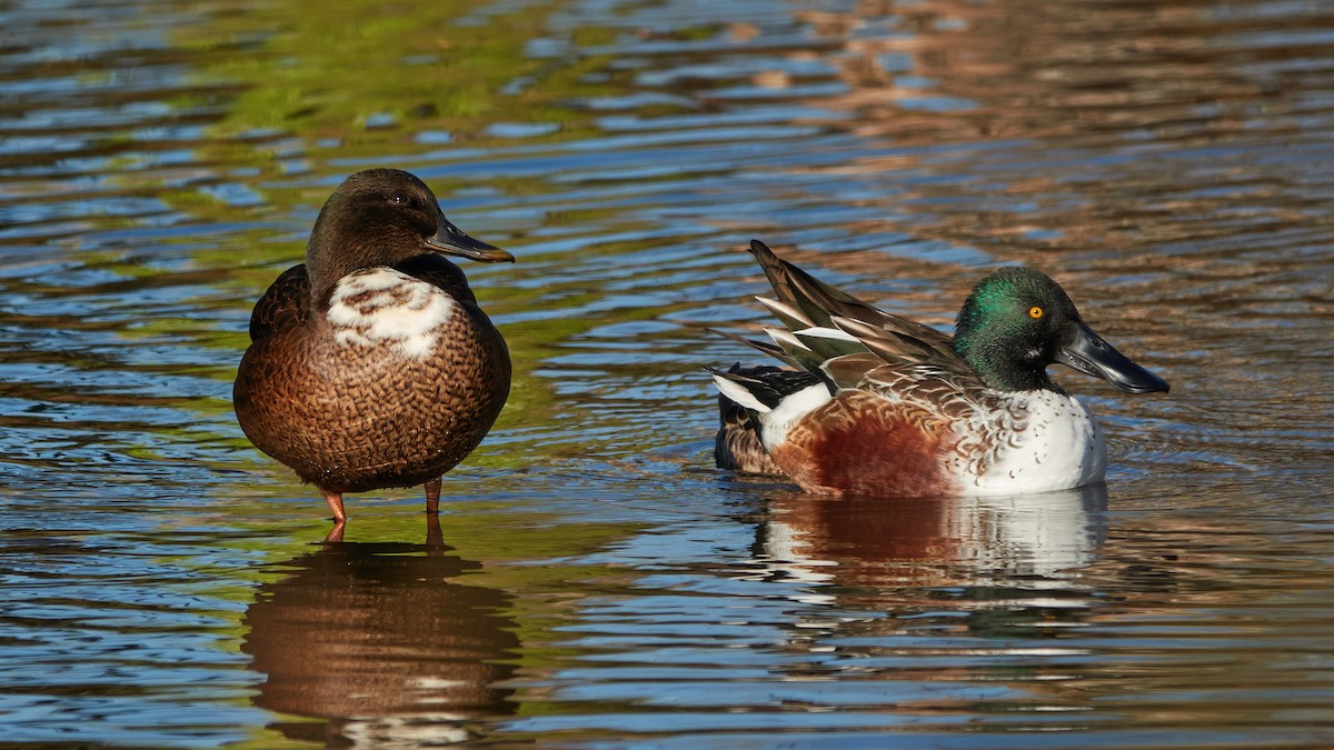 Mallard (Domestic type) - ML645557760