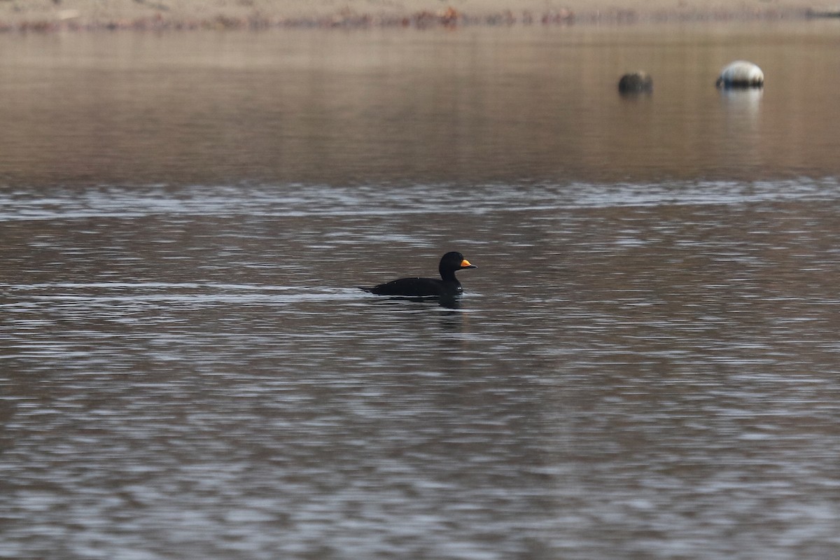 Black Scoter - ML645557762
