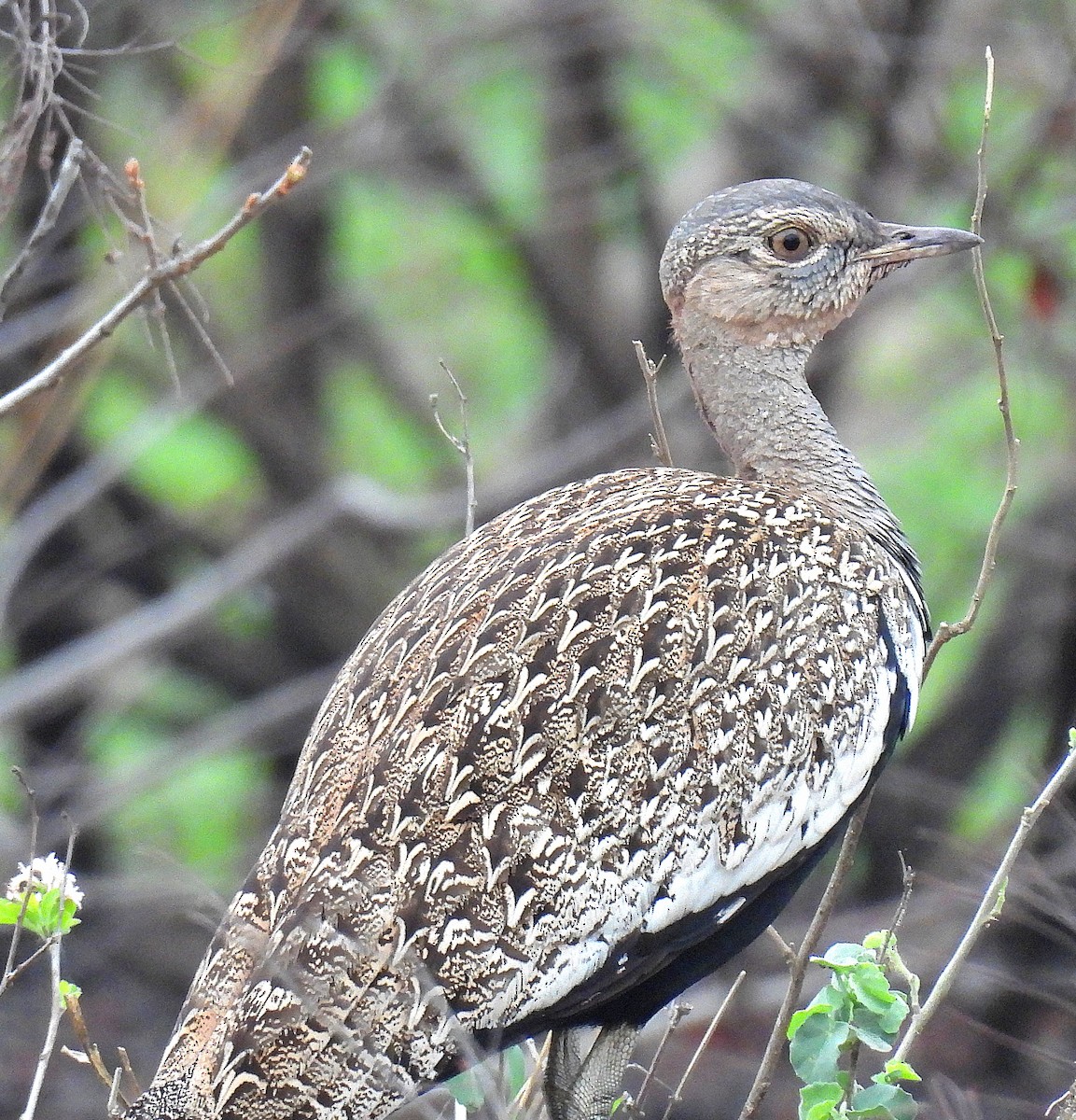 Red-crested Bustard - ML645557763