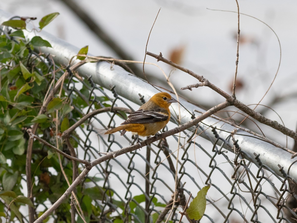 Балтиморский трупиал - ML645557801