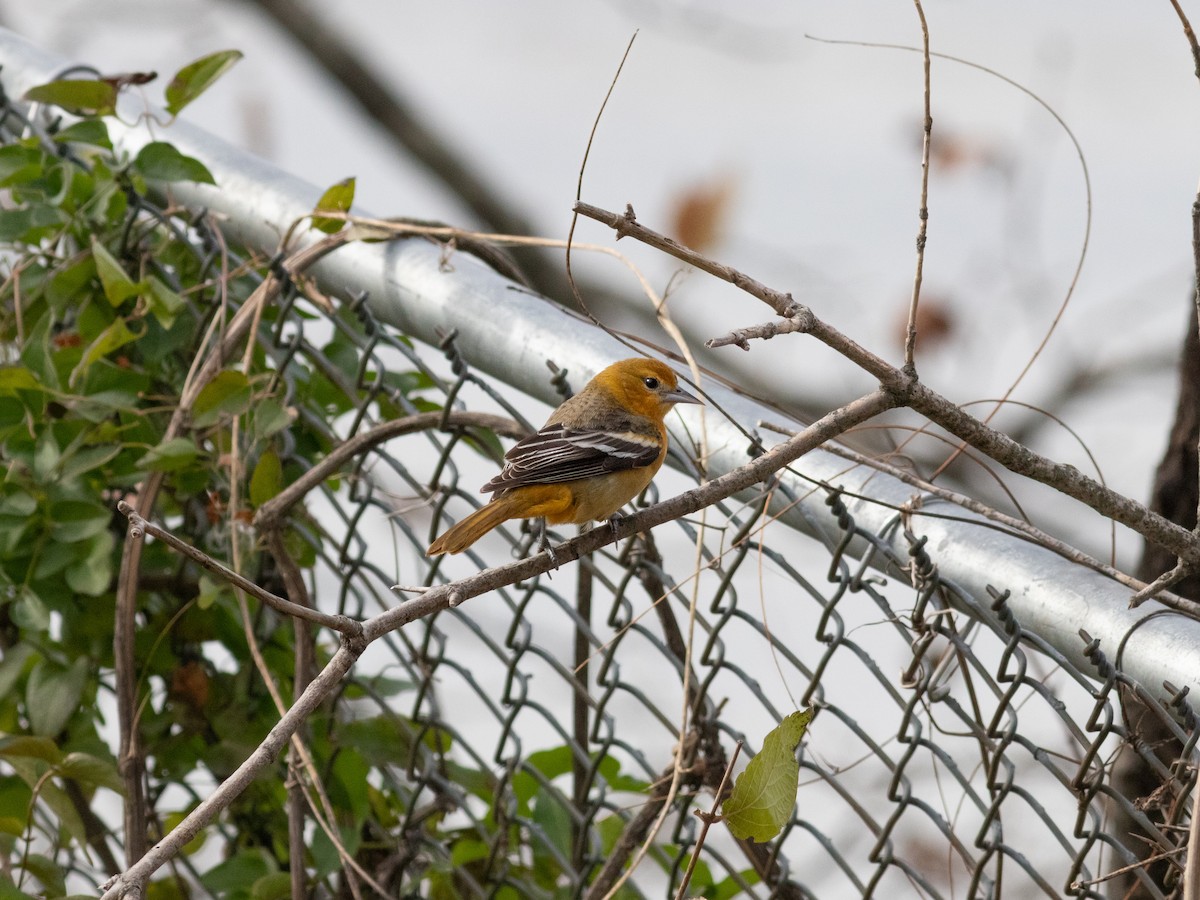 Балтиморский трупиал - ML645557803