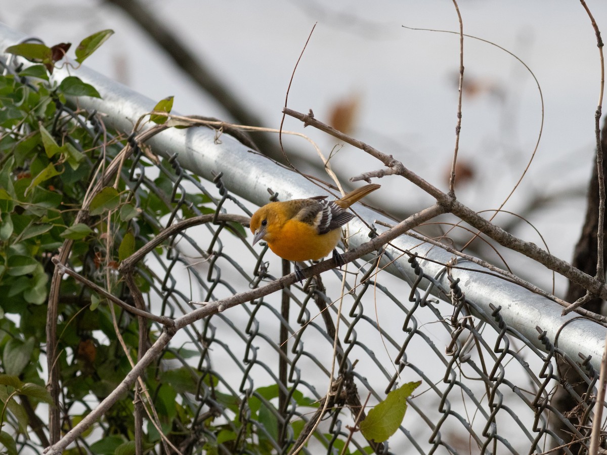 Балтиморский трупиал - ML645557804