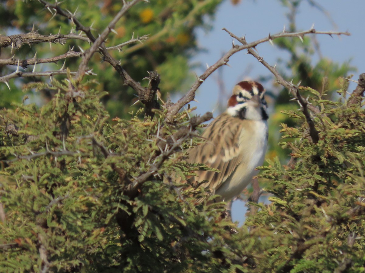Lark Sparrow - ML645557808