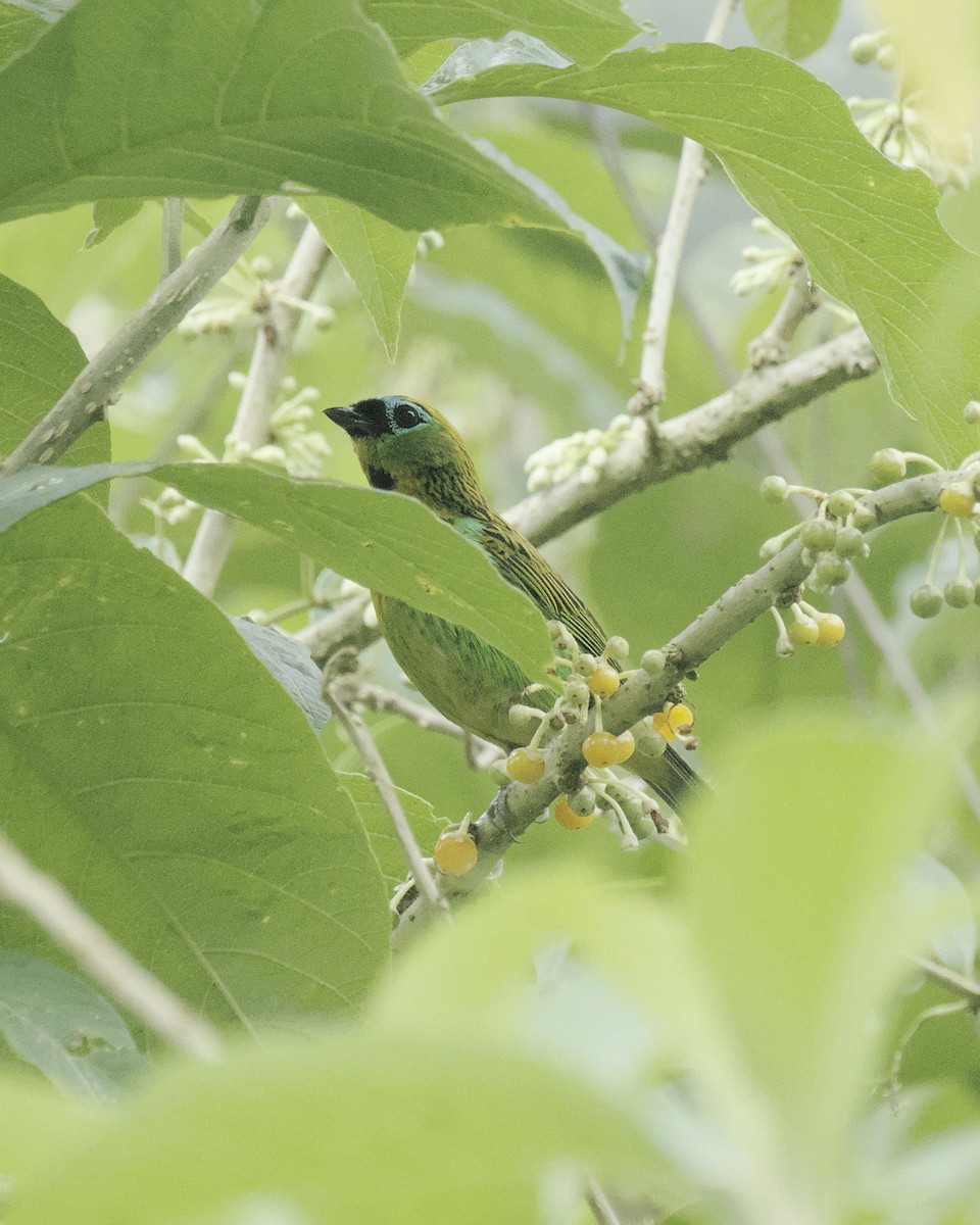 Tangara de Desmarest - ML645557818