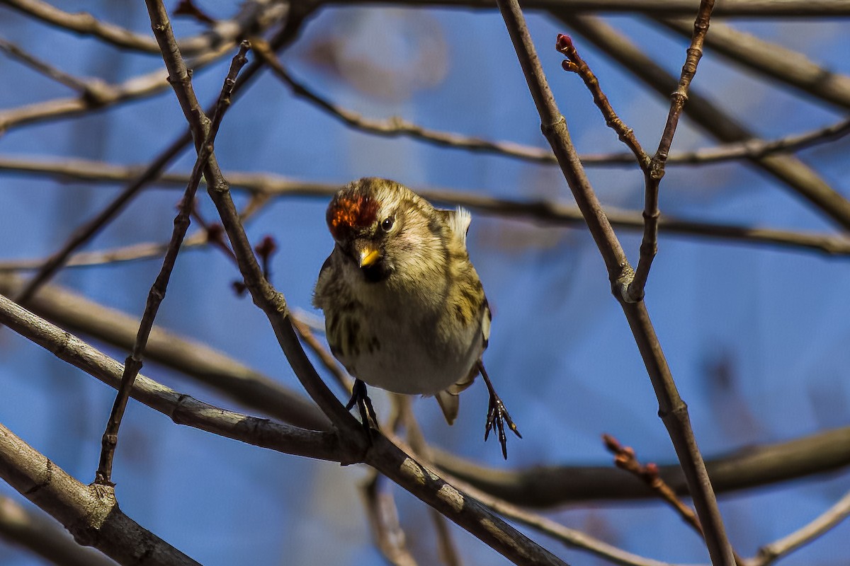 Redpoll (Common) - ML645557819